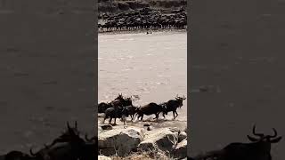 Crocodile Attacks  Mara River Crossing  The Great Migration  Serengeti Tanzania shorts travel [upl. by Eimareg]