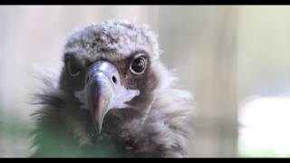 Cinereous Vultures at Lincoln Park Zoo [upl. by Reynard53]