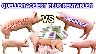 QUELLE EST LA RACE DE PORC LA PLUS RENTABLE ENTRE LA RACE LARGE WHITE ET LA LANDRACE [upl. by Wolenik940]