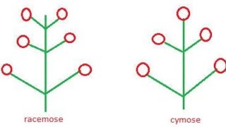 Inflorescence Racemose and cymose [upl. by Htessil]