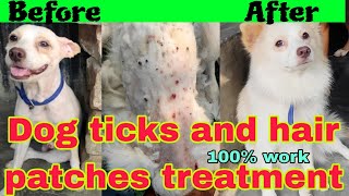 Dog ticks and hair patches treatment dog ticks removal best solution dog rashes treatment and sampoo [upl. by Norrej]