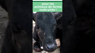 PÉTITION ⚠ Pour la création de structures d’accueil pour animaux de ferme maltraités [upl. by Peugia]