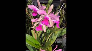 Lc Elegans a very bloomwilling reliable fast growing cattleya orchid now in bloom 7 flowers [upl. by Lela512]