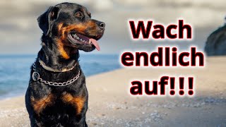 Du checkst es einfach nicht Und genau deshalb wird Dein Hund niemals auf Dich hören [upl. by Vincenty]