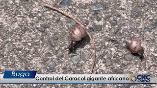 Control del Caracol gigante africano [upl. by Cordey]