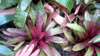 Vriesea bromeliads explained care and growing of vriesea broms [upl. by Yewed]