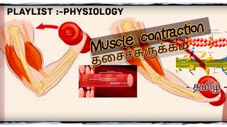 Physiology of muscle contraction தமிழ் Skeletal muscle contraction தசைச்சுருக்கம் notes👇👇👇 [upl. by Inilam504]