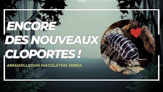 Présentation dune nouvelle espèce de cloporte  Armadillidium maculatum [upl. by Htenywg]