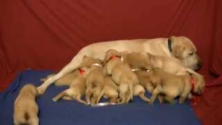 quotMalted Milk Bluesquot Lucinda Williams Labrador nursing 13 puppies [upl. by Stenger124]