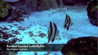 Butterflyfish in the Giant Ocean Tank [upl. by Jeane]