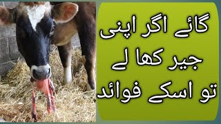 Placenta eating in animals cows  Placentophagy in mammals  گائے کا جیر کھا جانا اور اسکے فوائد [upl. by Sorgalim]