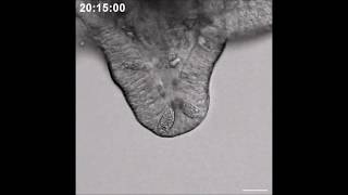 Paneth cell granule dynamics on secretory responses to bacterial stimuli in enteroids [upl. by Mayyahk]