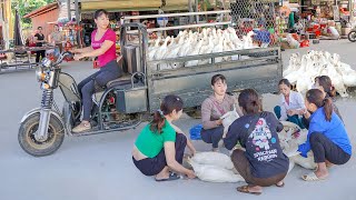 Harvesting A Flock Of 40 Ducks Goes To Market Sell And Buy Ducklings To Raise  Free Bushcraft [upl. by Linskey]