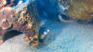 Alla ricerca della piramide Spiaggia Di Kesuskiredsea scubadiving [upl. by Dich]