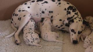 Dalmatian Puppies at feeding time [upl. by Nealon484]