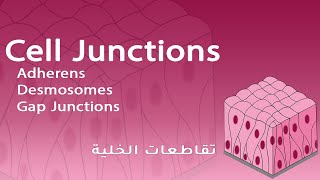 Cell Junctions Adherens Desmosomes Gap Junctions  شرح بالعربي [upl. by Schofield]