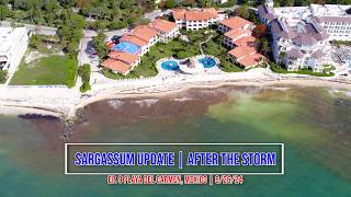 Sargassum Seaweed  After the Storm  Update 62624  Playa del Carmen Mexico [upl. by Wolgast]