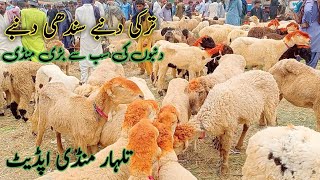 Turkish sheep rates update  Talhar Mandi update  Qurbani 2025  15 July 2024 [upl. by Cirillo]