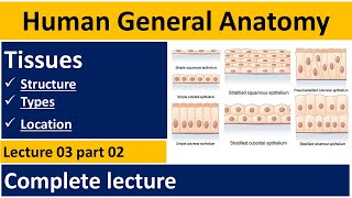 What are Tissue Tissue of human body  Human Anatomy Lectures  Tissues In Urdu  BSN Lectures [upl. by Eimmot999]