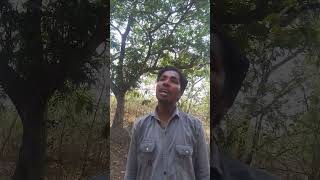 Bhim jayanti song bhim song chandnyachi chaya song jayanti bhim song [upl. by Burrell]