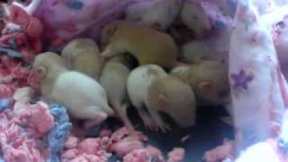 SUPER cute baby rats 2 weeks old [upl. by Ayoras]