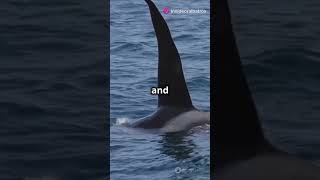 Orca vs Great White Shark Who Wins wildlife orca sharks [upl. by Daveta]