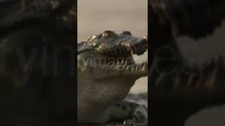 Nile crocodile Crocodylus niloticus swallows catfish prey Luangwa Zambia please subscribe🙏🙏🔥 [upl. by Kcirret862]