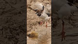 Turnstone washing in left over harbour water [upl. by Aicnom8]