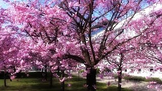 Cherry Blossom Tree compilation Ciliegio in fiore [upl. by Jabez]