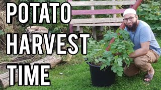 When To Harvest Potatoes Grown In Containers [upl. by Tacita]