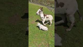 Donkey Grabs Baby Goat and Runs Around Field [upl. by Renrag]