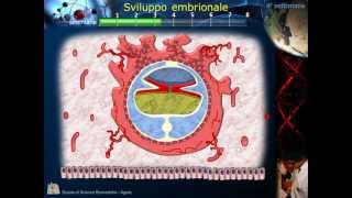 Embriologia  Lezione 2 Morula Blastula Impianto Gastrula e ripiegamento [upl. by Hach]