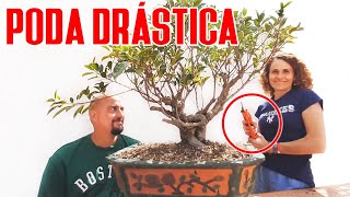 Bonsai con Casita del árbol  Mar podando a saco [upl. by Ettenrahc311]