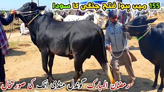 Today Gondal Mandi Attock Latest Update April 2024  Fatehjangi Sold 155  Bakra Eid 2024 Qurbani [upl. by Greenlee]