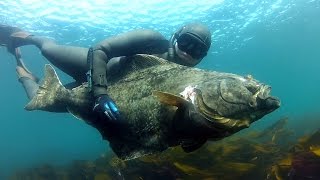 Spearfishing Halibut in Norway [upl. by Feirahs]