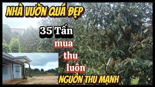 bán nhà vườnmua được thu sầu riêng luôn nguồn thu mạnh tại Tuy Đức Đăk nông [upl. by Tersina605]