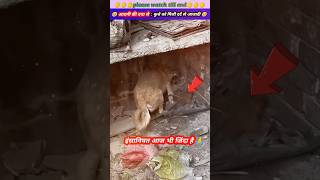 आदमी की इंसानियत से🐕‍🦺कुत्ते को मिली दर्द से आजादी 🥹🙏 animal animals animalrescue dog [upl. by Ettenotna]