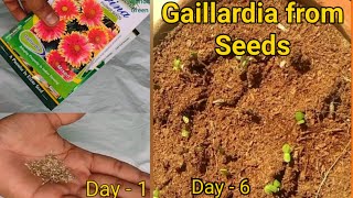 How to grow Gaillardia from Seed  Grow Summer Flower Seeds with 100 Success [upl. by Bussey]