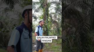 GALAH PALMPRO RINGAN [upl. by Ikuy]