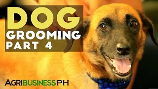 Dog health and nutrition  Dog Grooming Part 4 Agribusiness [upl. by Zednanreh]