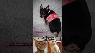 CocaCola Cat and Dog 😂😂 [upl. by Amin]