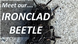 Ironclad Beetle Phloeodes diabolicus in Orange County CA [upl. by Eineeuq]