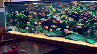 100 Rainbowfish in Aquarium  The Ultimate Rainbow fish Aquascape [upl. by Upton]