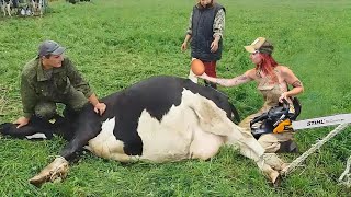 Revolutionizing Farming Advanced Tech for Straw Stacking Milking Silage Holstein Cows amp Machines [upl. by Fadiman]