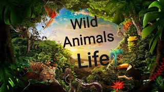 Wild Animals Life  Nature Non Stop Entertainment [upl. by Nilo]