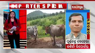 Special report on NTPCs ash pond in Angul 👉 httpsyoutubessIcO7jx60sidEfUCc0tTchEhj [upl. by Shulem]