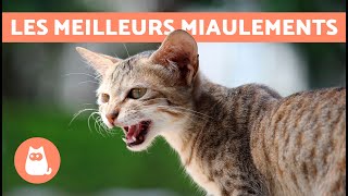 Meilleures VIDÉOS de CHAT QUI MIAULENT🐱🐾 Chat qui MIAULE en colère heureux et drôle [upl. by Eimorej]