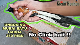 UNBOXING MURAI BATU EKOR PANJANG HARGA MURAH MERIAH CUMA UNBOXING BUKAN JUALAN Terima kasih [upl. by Kilby170]