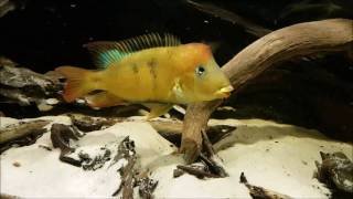 Geophagus pellegrini 180217 [upl. by Woodruff266]