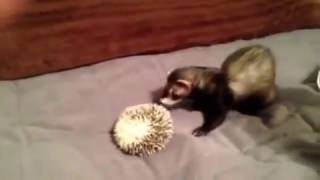 Ferret VS Hedgehog [upl. by Nnaeiram]